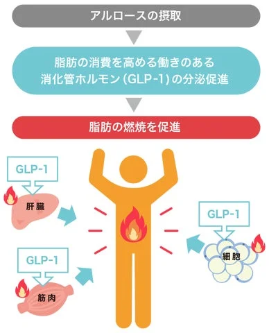 アルロース摂取によるGLP-1分泌と脂肪燃焼メカニズムを示す図解