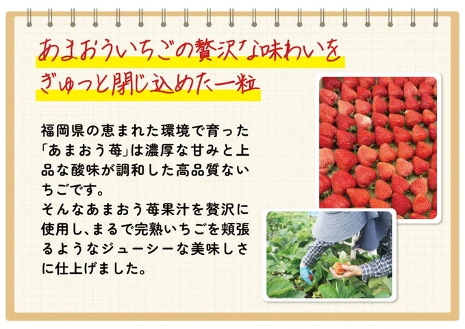 福岡県産のあまおう苺の果実と、苺を収穫する様子