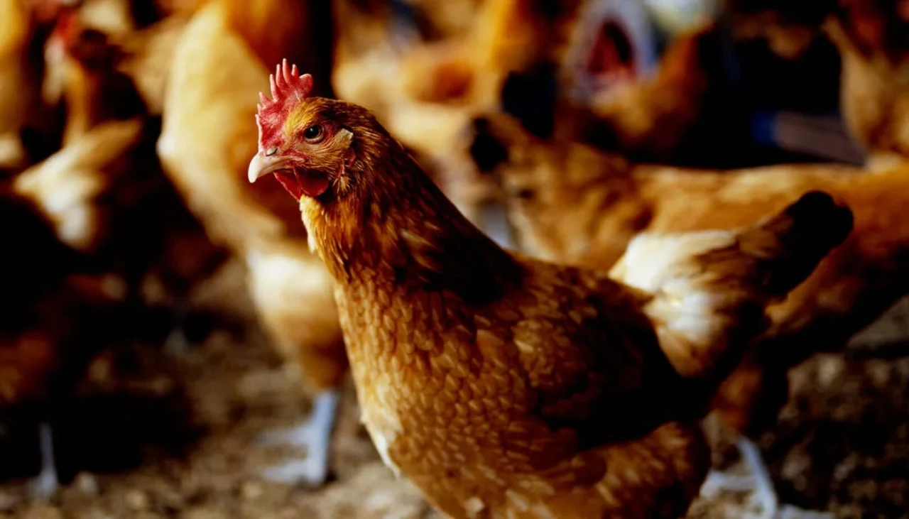 名古屋コーチンの生きた鶏が群れで飼育されている様子