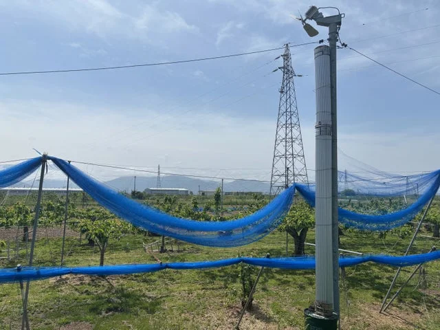 梨園に設置された防霜ファンとネット