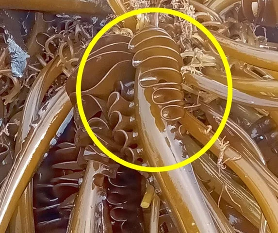 めかぶの全体像と中心部にある元茎部分