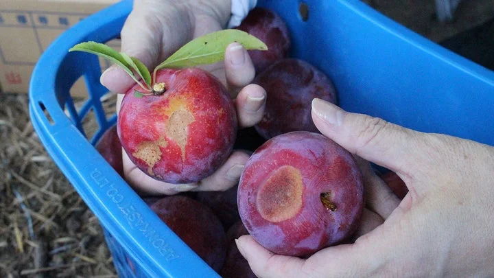 手で持たれた規格外のすもも
