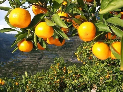 和歌山県産みかんの木に実ったみかん