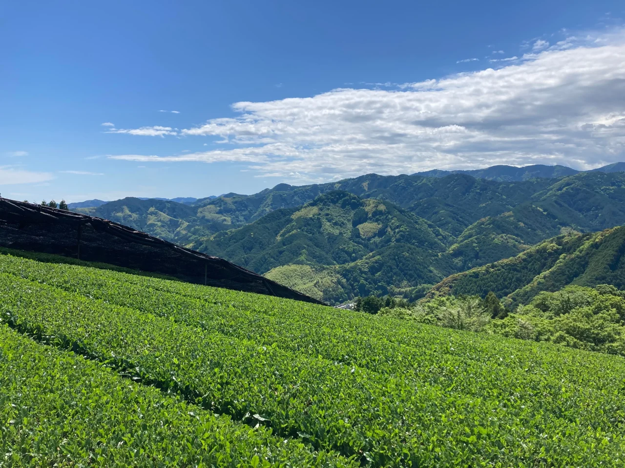 山間地域の茶園風景と被覆栽培の黒い覆い