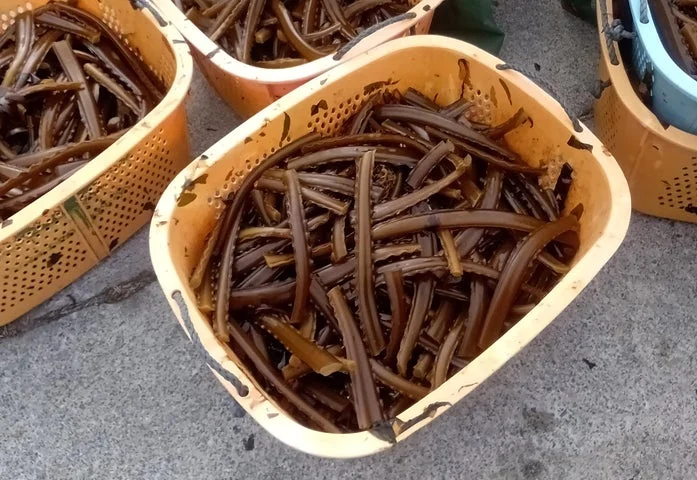 収穫後に取り除かれためかぶの元茎