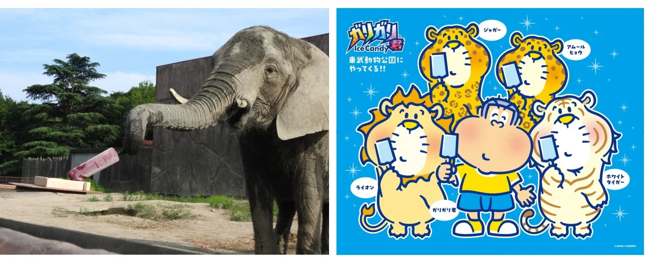 ガリガリ君×アニマル氷イベントの動物写真と描き下ろしイラストパネル