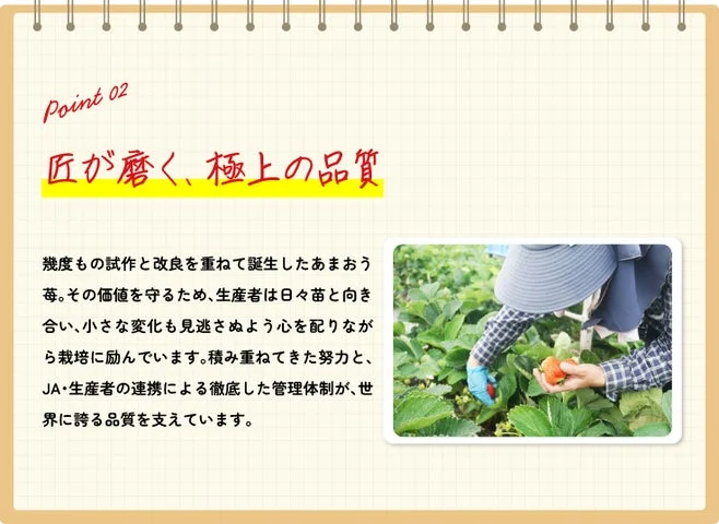 苺の収穫作業を行う生産者の手元