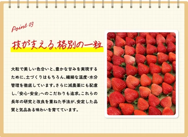 収穫された大粒のあまおう苺が並んでいる様子
