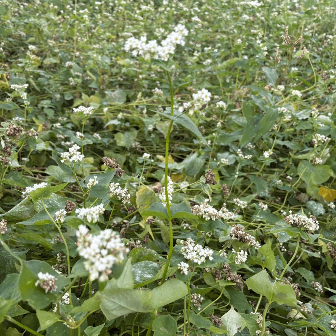 栃木県産新そばの原料となるそば畑で、白い花が咲く緑の葉が茂る様子