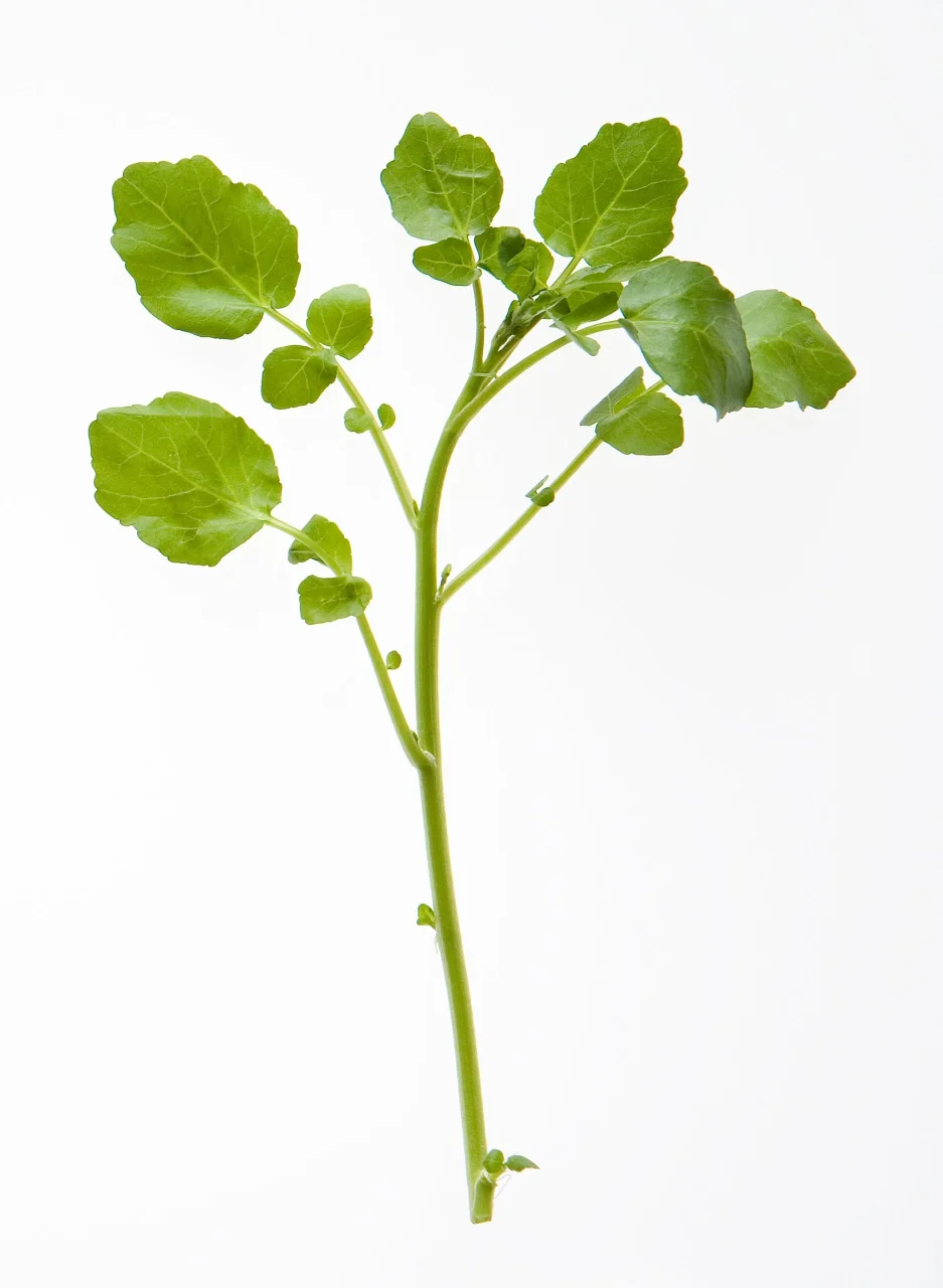 白い背景に、長い茎と緑の葉が広がるクレソン