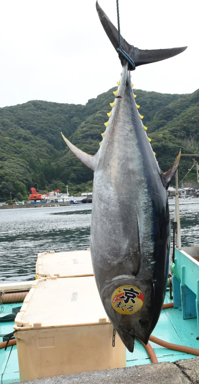 伊根湾で水揚げされ、船上で尾を吊られた京まぐろ
