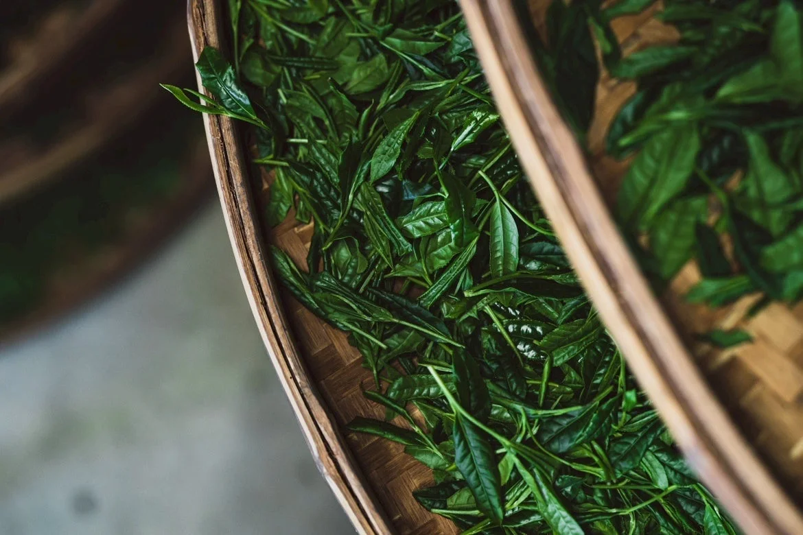竹かごに広げられた狭山茶の緑の茶葉