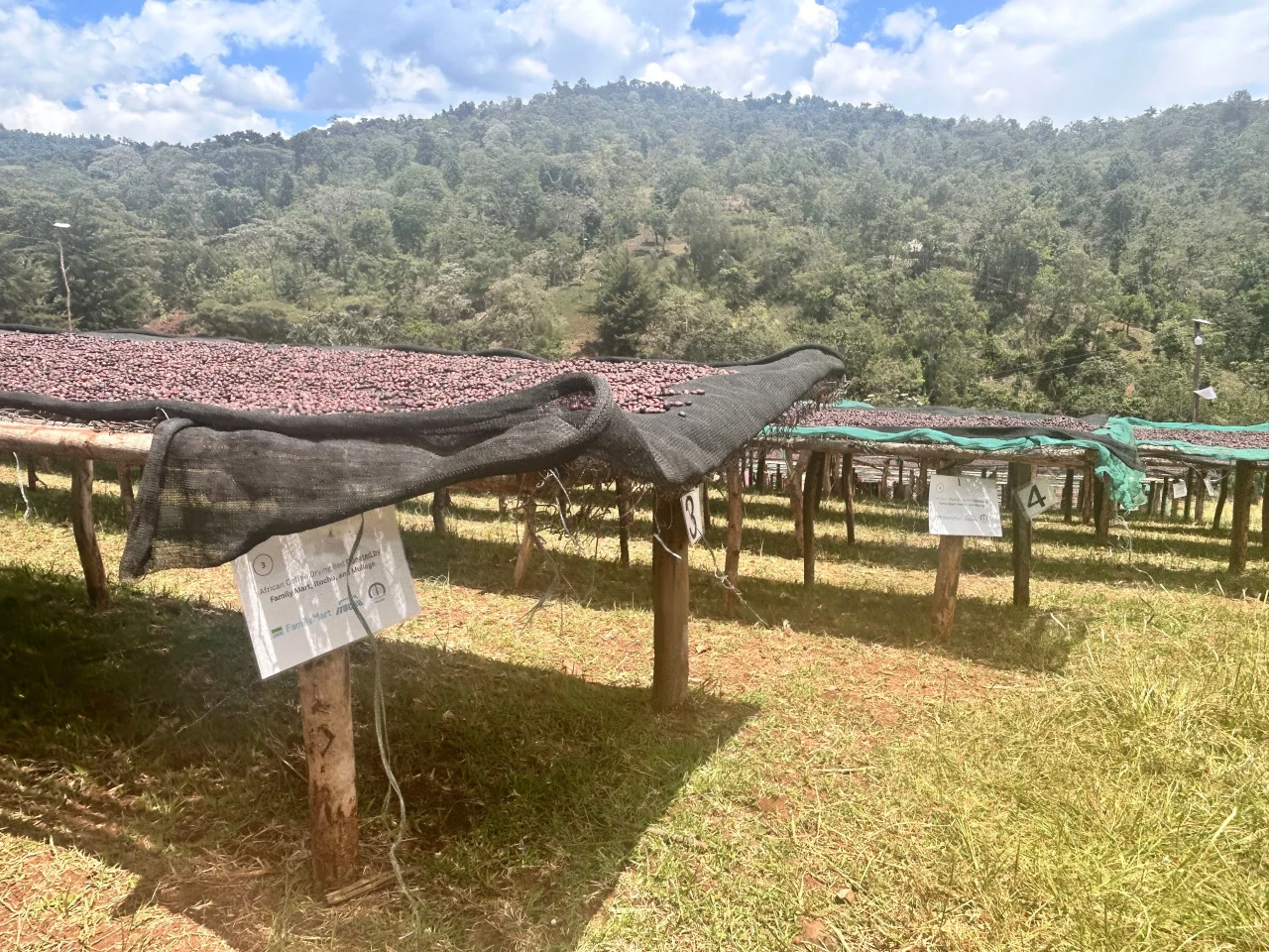 アフリカンベッド（コーヒーチェリーの乾燥棚）が並ぶ山間の農園