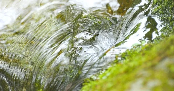 苔むした岩の上を流れる、波紋のある澄んだ湧水